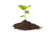 Rastlina - životné poistenie