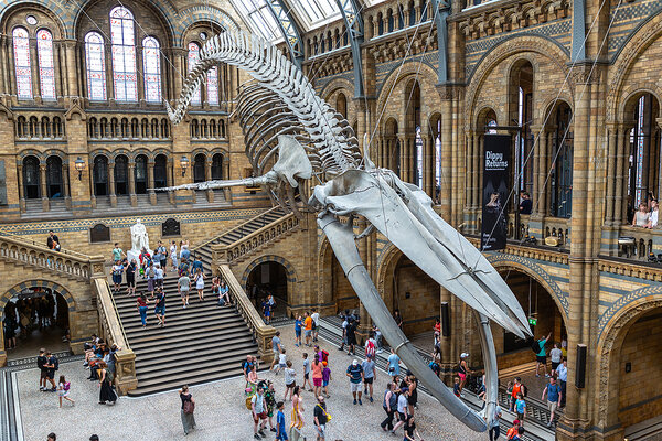 Kostra dinosaura v londýnskom múzeu